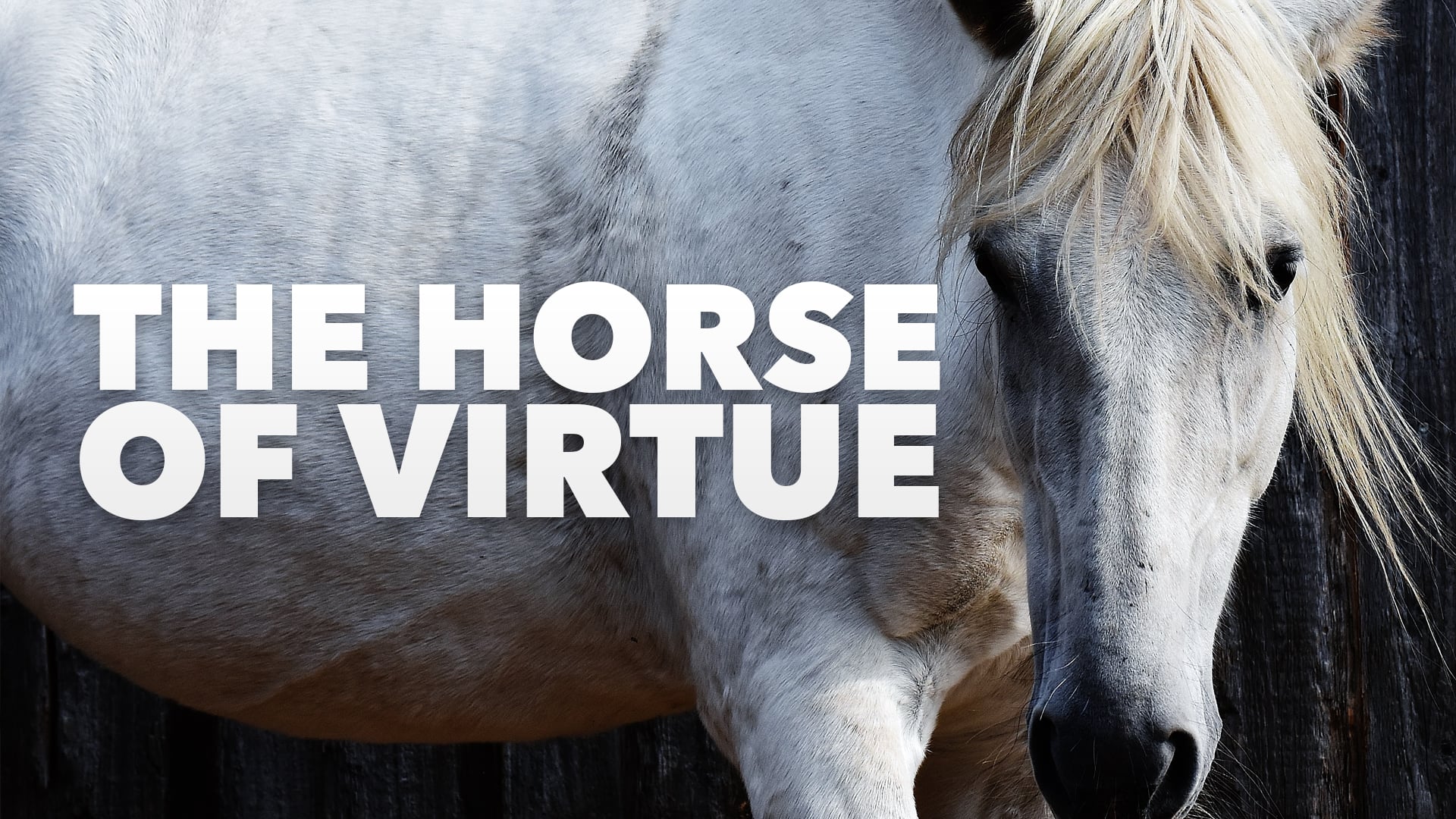 CU Weekly 449: The Horse of Virtue. on Vimeo