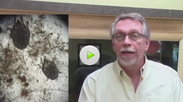 Ear Mites - The Most Overdiagnosed Ear Problem