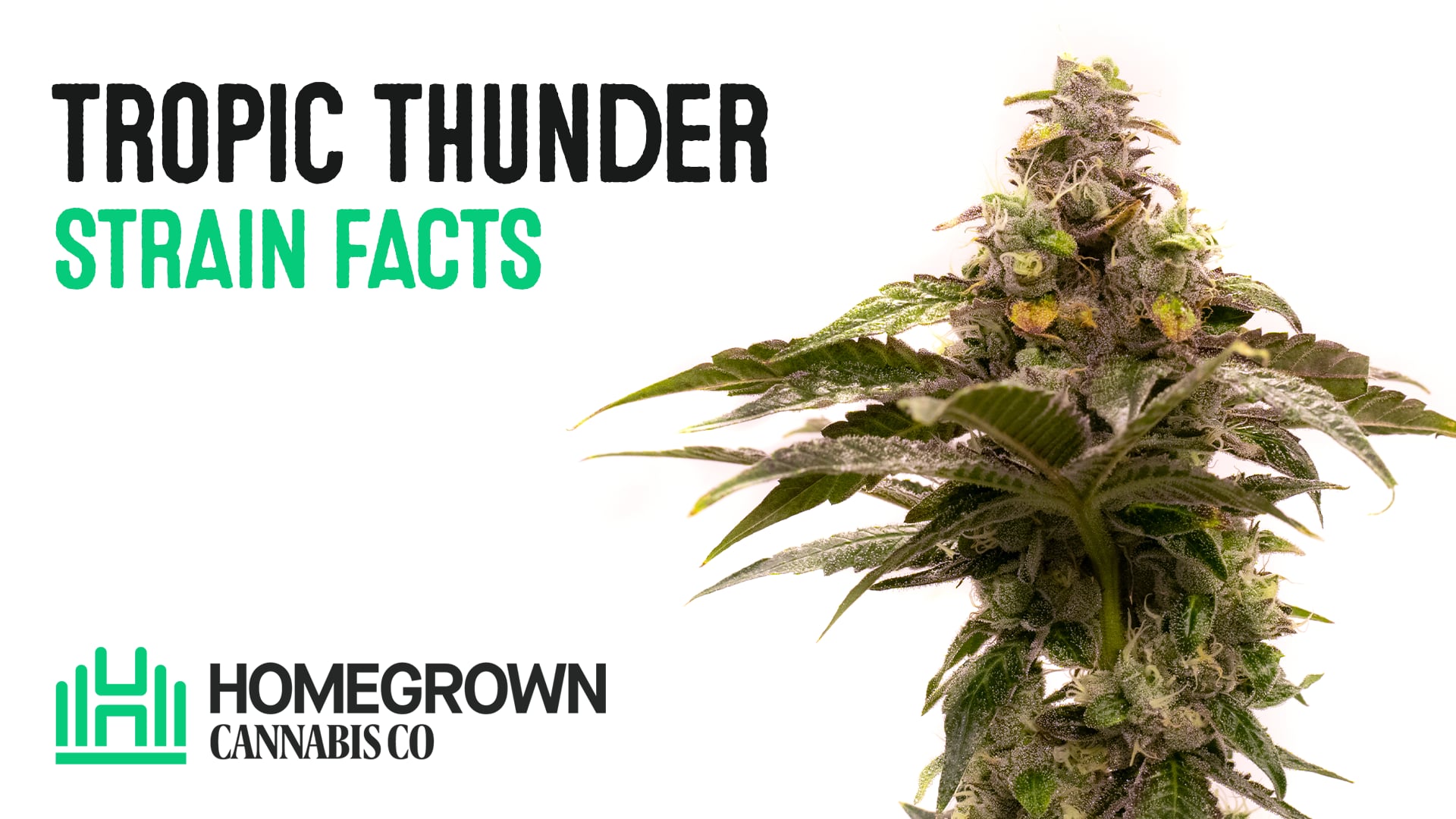 Tropic Thunder Regular Cannabis Seeds