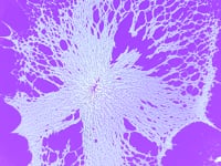 A Winged Victory For The Sullen - Sullen Sonata