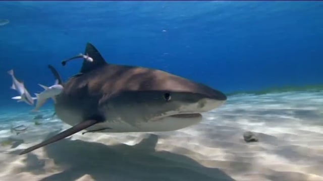 Shark Therapy - Lessen Your Fear of Sharks