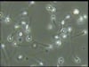 Newswise: University of Miami Miller School Study Shows COVID-19 mRNA Vaccines Do Not Impact Male Fertility