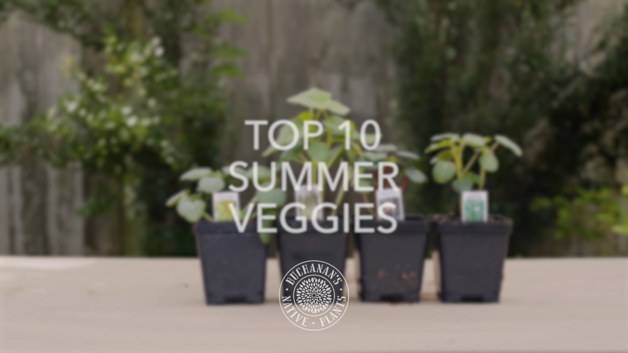Top 5 Summer Veggies.mp4