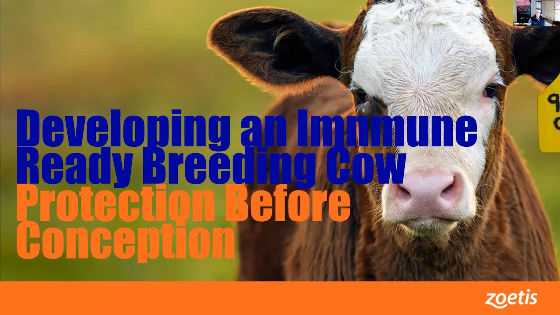 Wagyu Webinar #7 - Developing an Immune Ready Breeding Cow – Protection ...