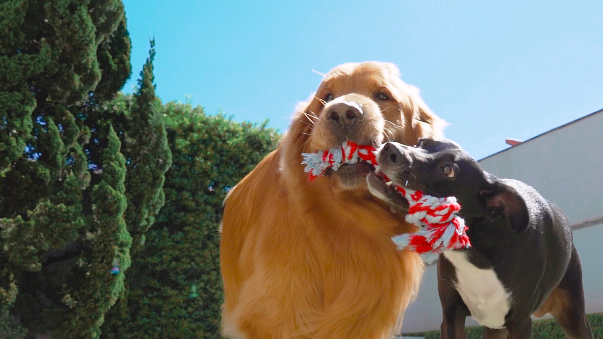 Campanha Still Pet | "Como seria sem o seu Pet?"