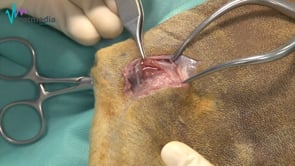 Abordaje caudolateral a la articulación del codo