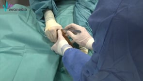 Abordaje caudal a la diáfisis proximal del cúbito