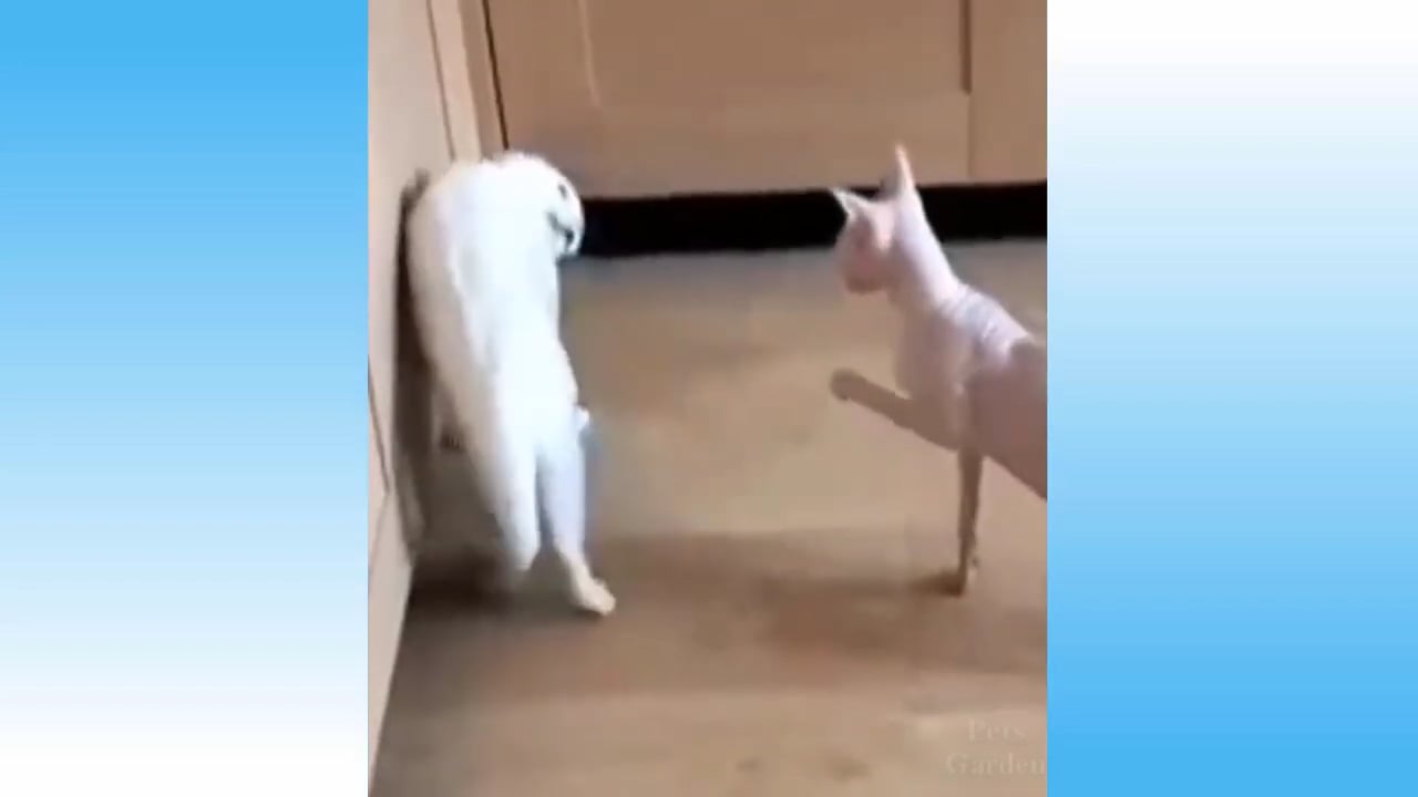 Weekly Funny Cats And Dogs Videos - Try Not To Laugh!.mp4