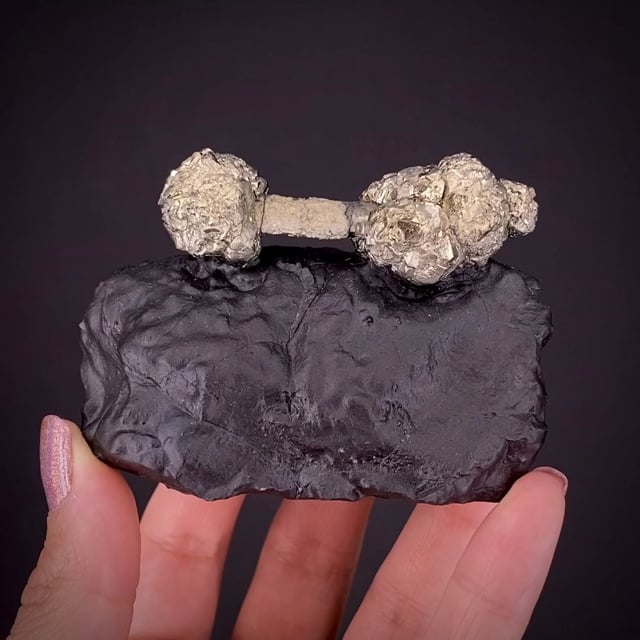 Pyrite on Pyrite ps. Baculites yokayamai - BAC21-01 - State