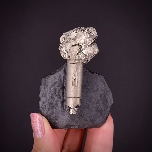 Pyrite on Pyrite ps. Baculites yokayamai - BAC21-02 - State