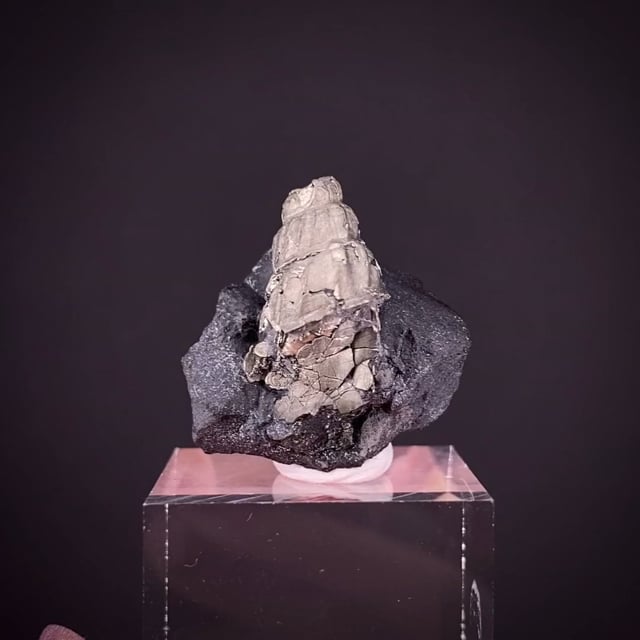 Pyrite ps. after gastropod