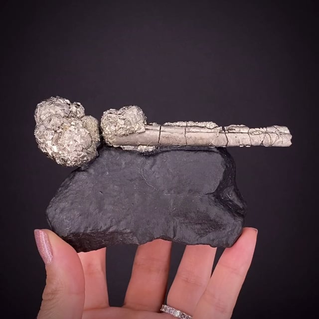 Pyrite on Pyrite ps. Baculites (fossil)