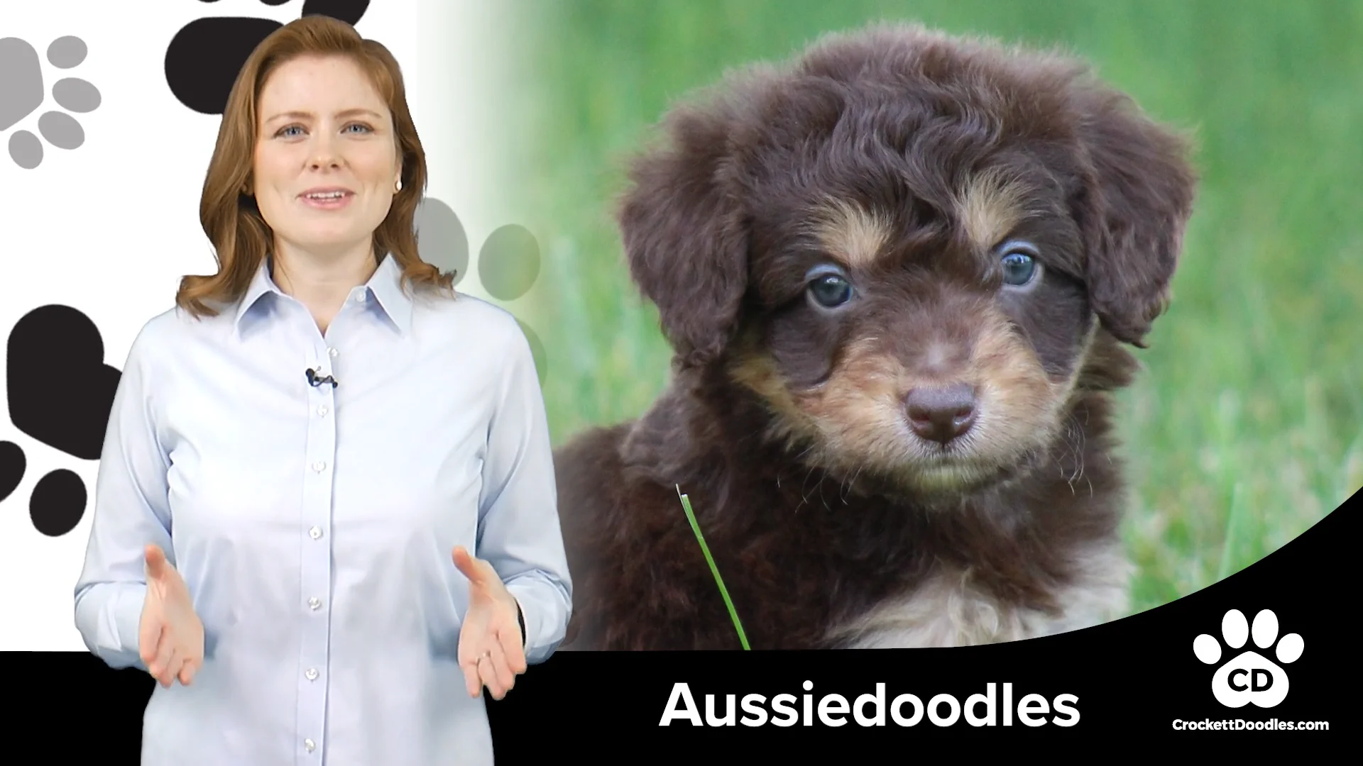 Aussiedoodle information sales