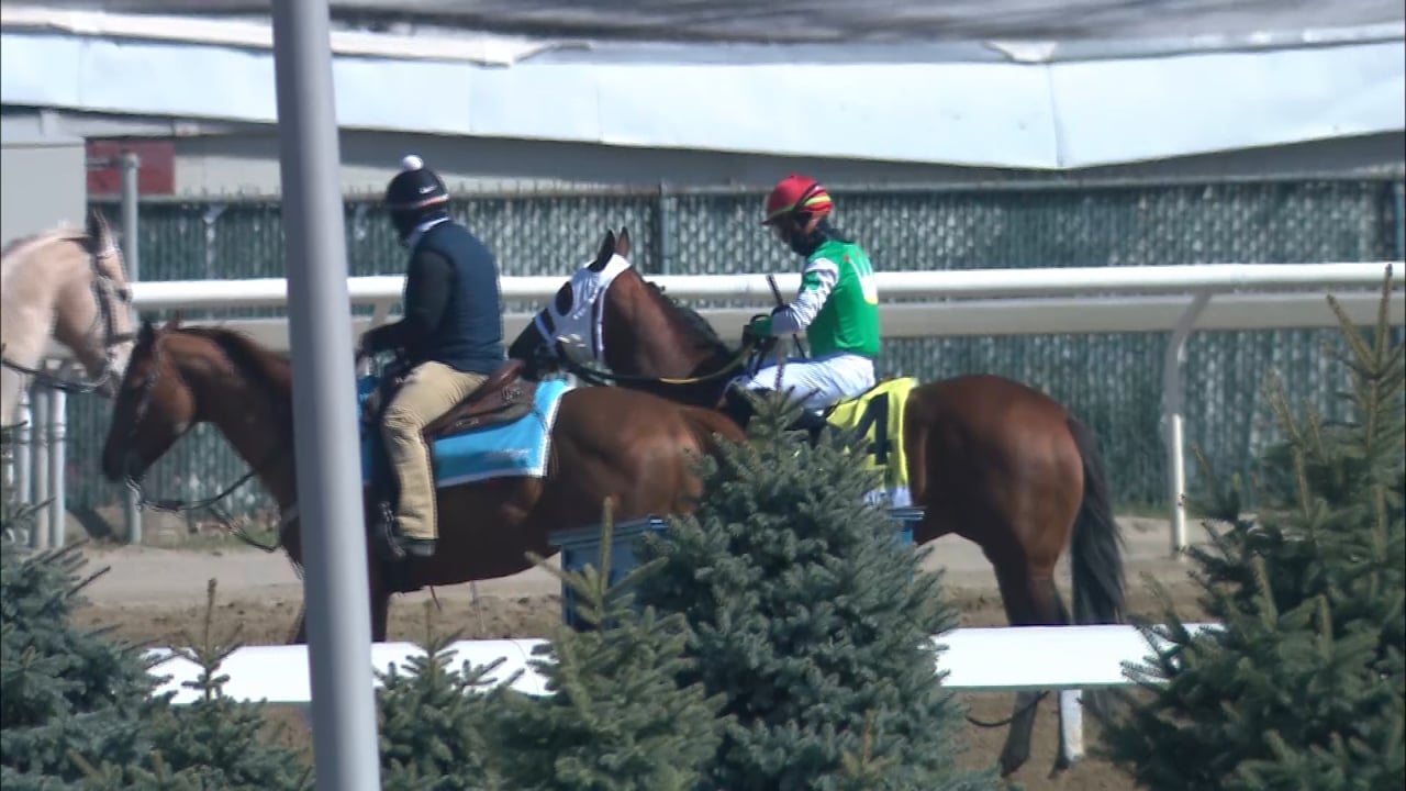 Mischevious Alex | Carter Handicap-G1 2021