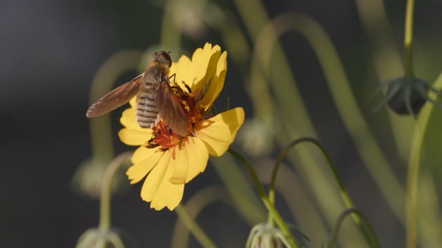 Sam Kieschnick at 12 Hills Nature Center (Oak Cliff)