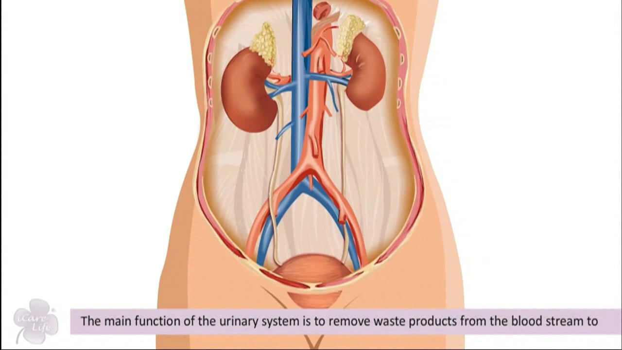 The Urinary Systems - English Preview