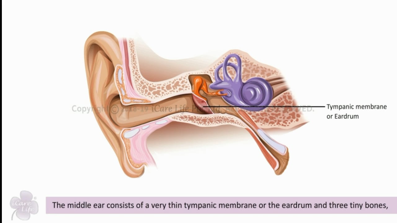 The Ear and Hearing - Hindi Preview