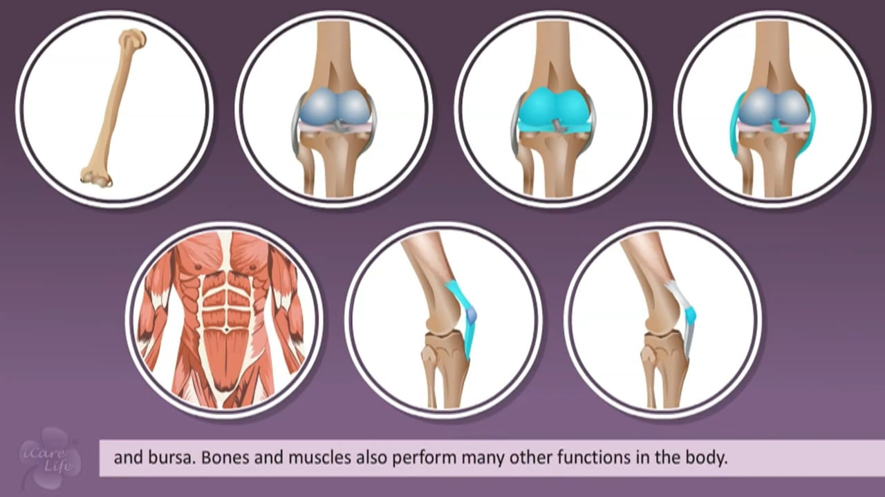 The Musculosystem System - English Preview