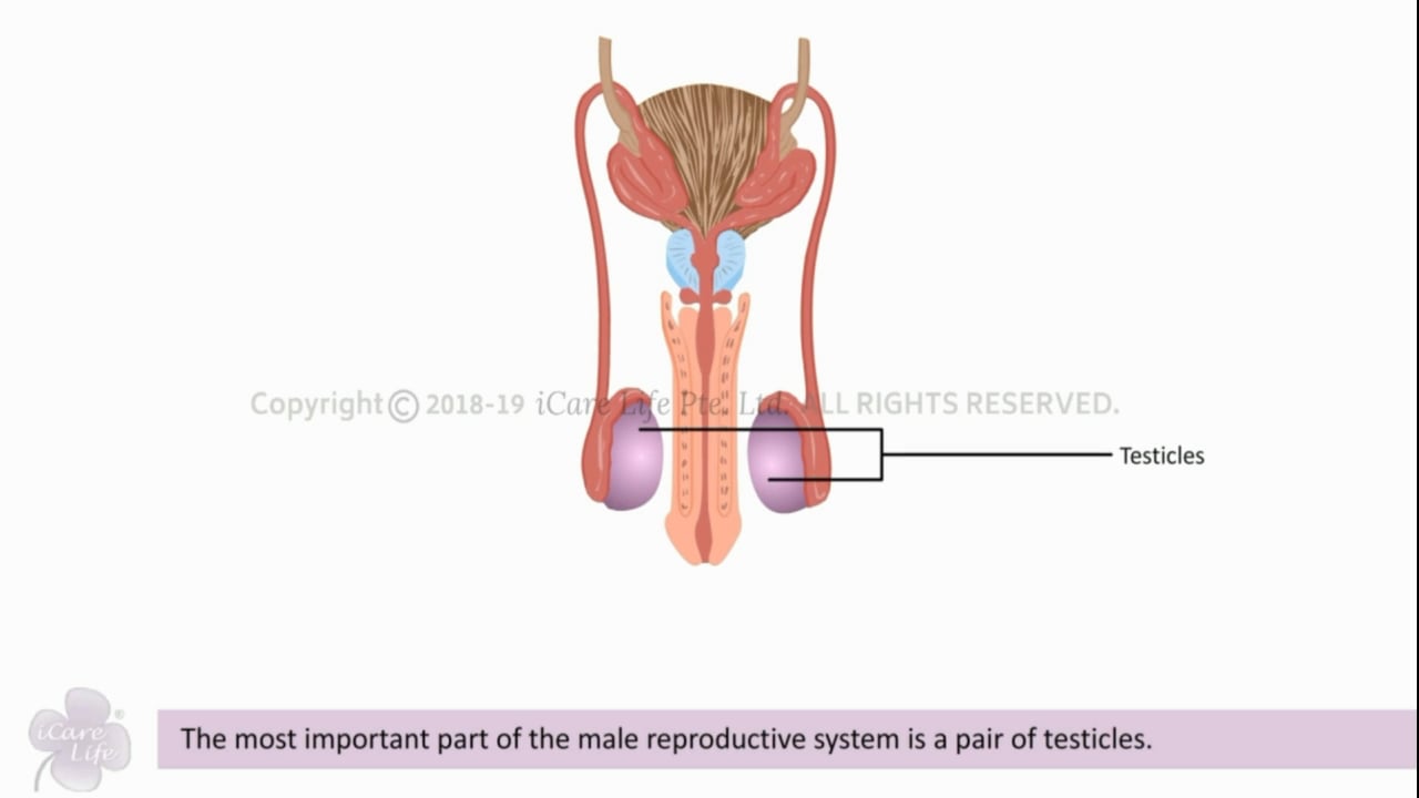 The Reproductive System - Hindi Preview