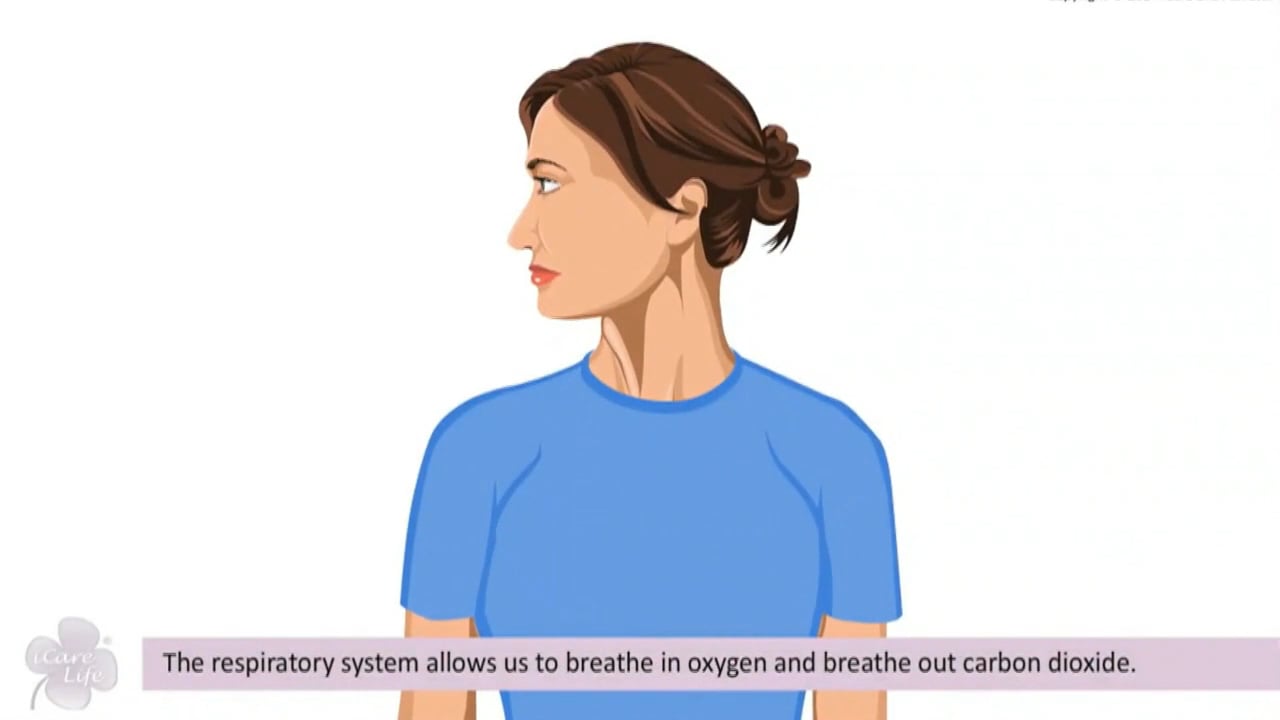The Respiratory System - English Preview