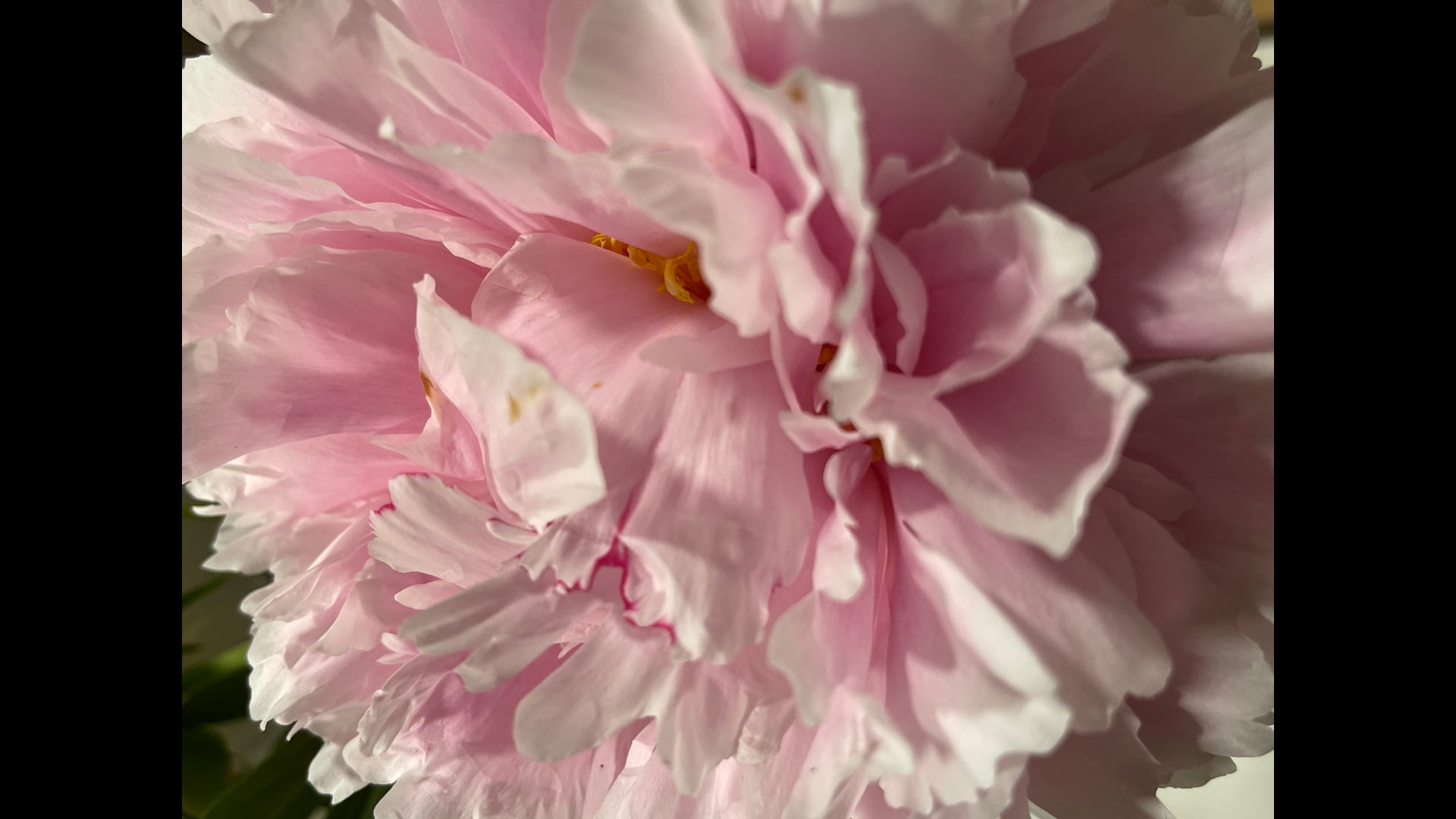 2021 June 17: Dukkha - Its Causes, Conditions, & Blessings!