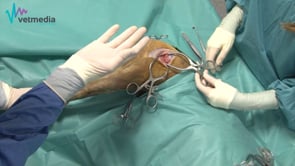 Abordaje cráneolateral a la articulación de la cadera
