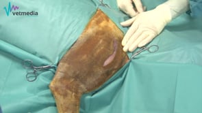 Abordaje caudolateral a la articulación del hombro