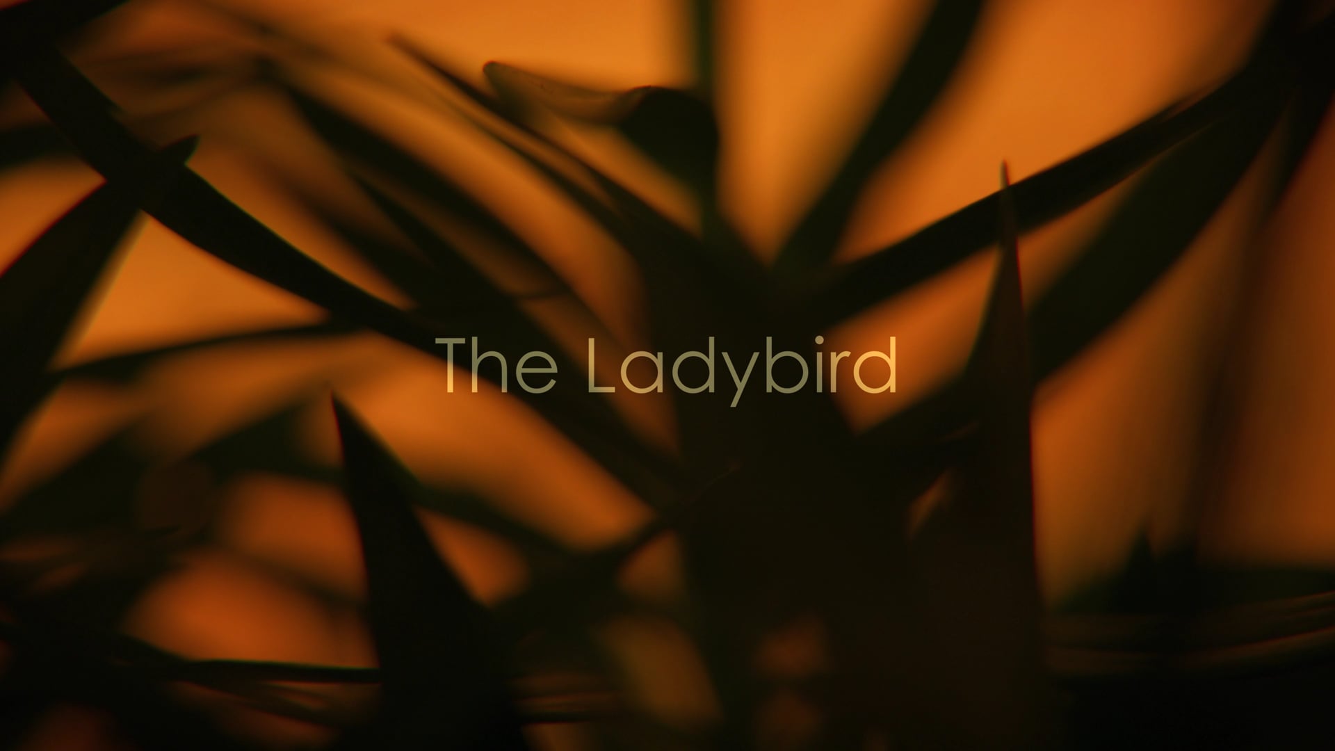 Ladybird.mp4