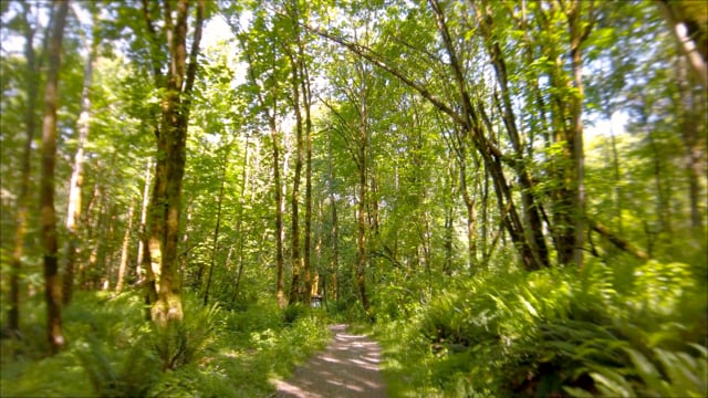 4K Virtual Hike on a Sunny Day with Forest Sounds - Licorice Fern Trail, Issaquah Area