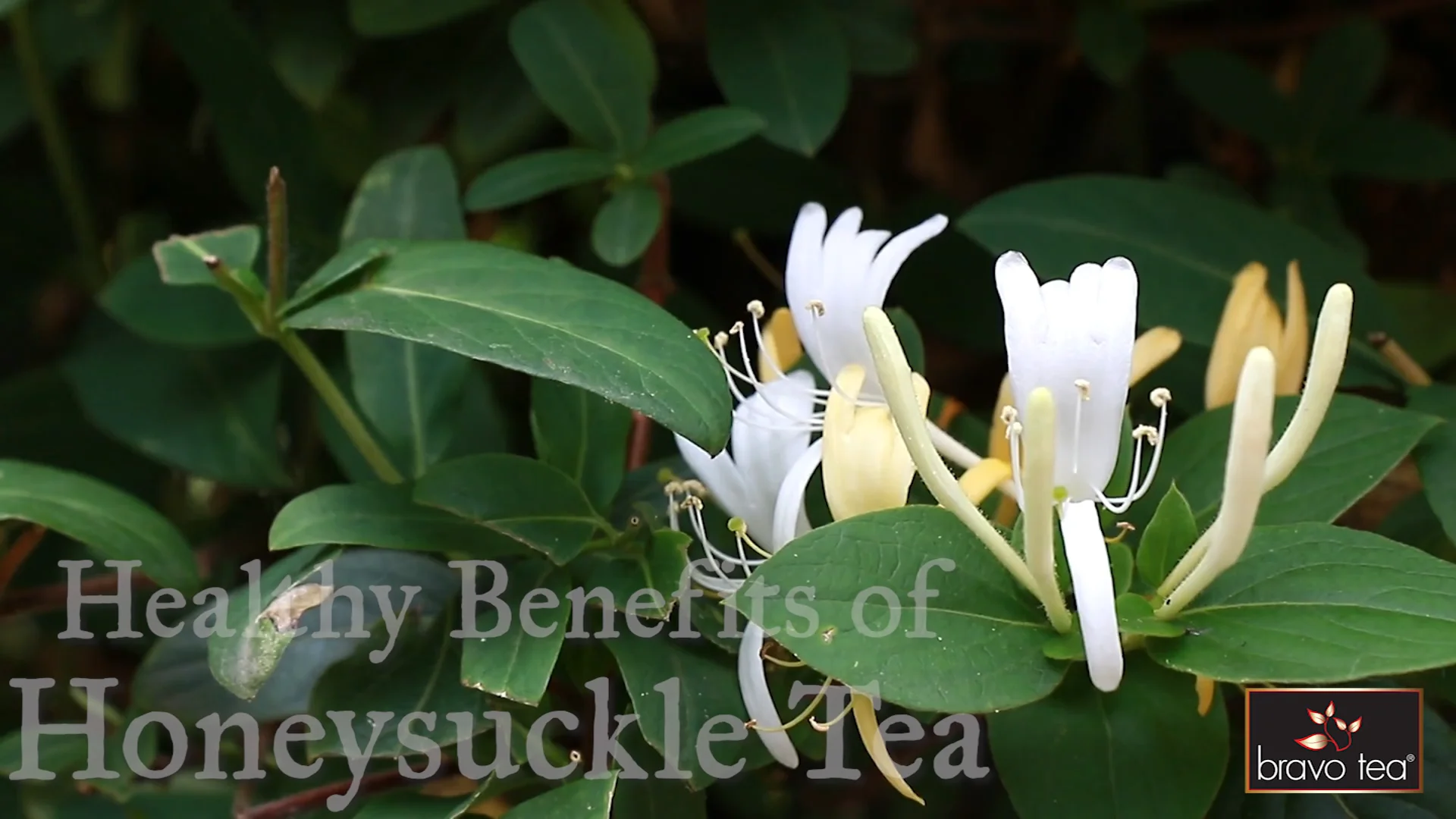 Healthy Benefits of Honeysuckle Tea