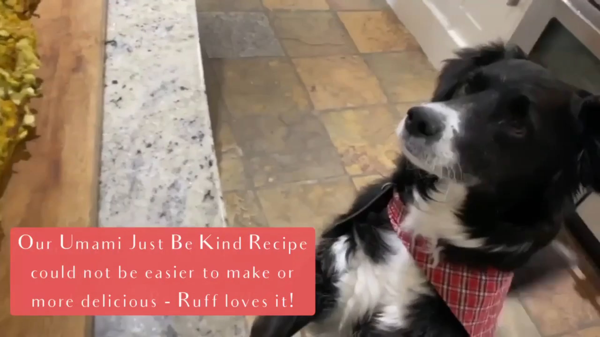 Homemade dog food using JUST BE KIND supplement