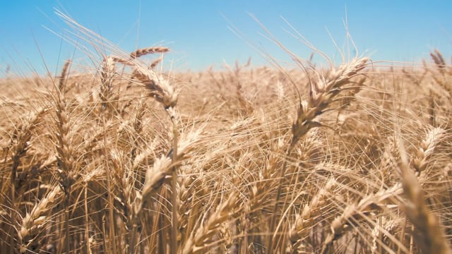 Kansas Wheat Commission - Customer Success Story
