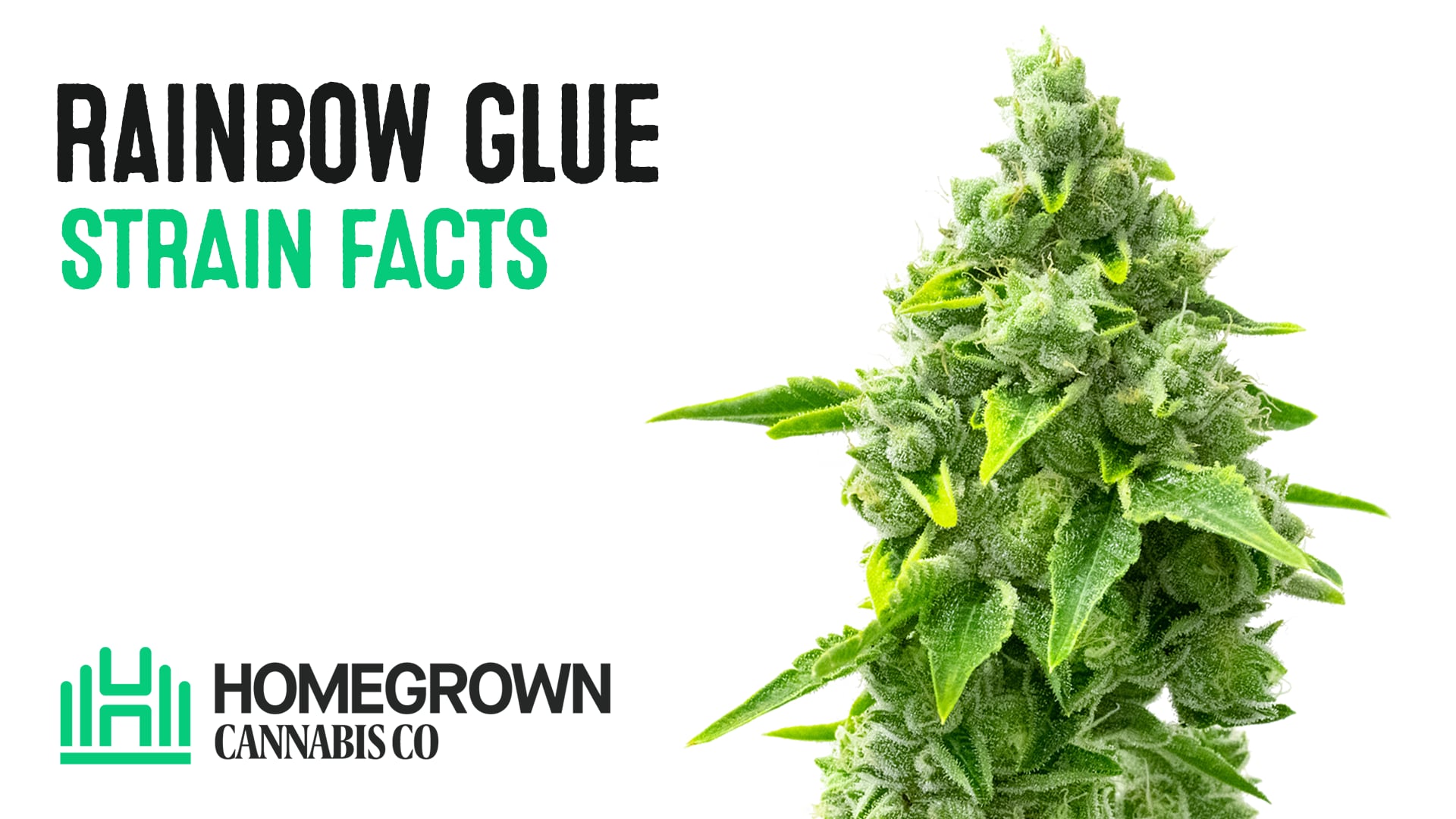 Rainbow Glue Feminized Cannabis Seeds