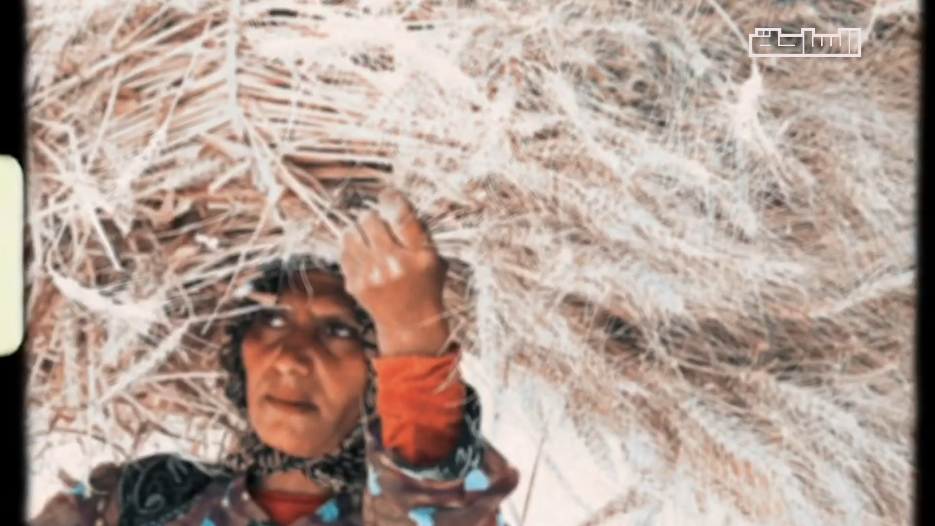 Wheat | Egypt welcomes the season of wheat harvesting | Video Mood-set