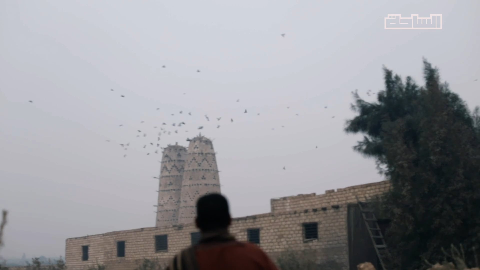 Pigeons tower makers in Egypt | Profile