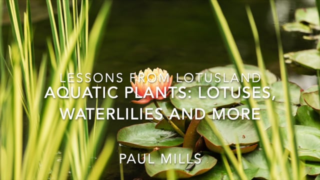 Lessons from Lotusland: Aquatic Plants: Lotuses, Waterlilies and More…
