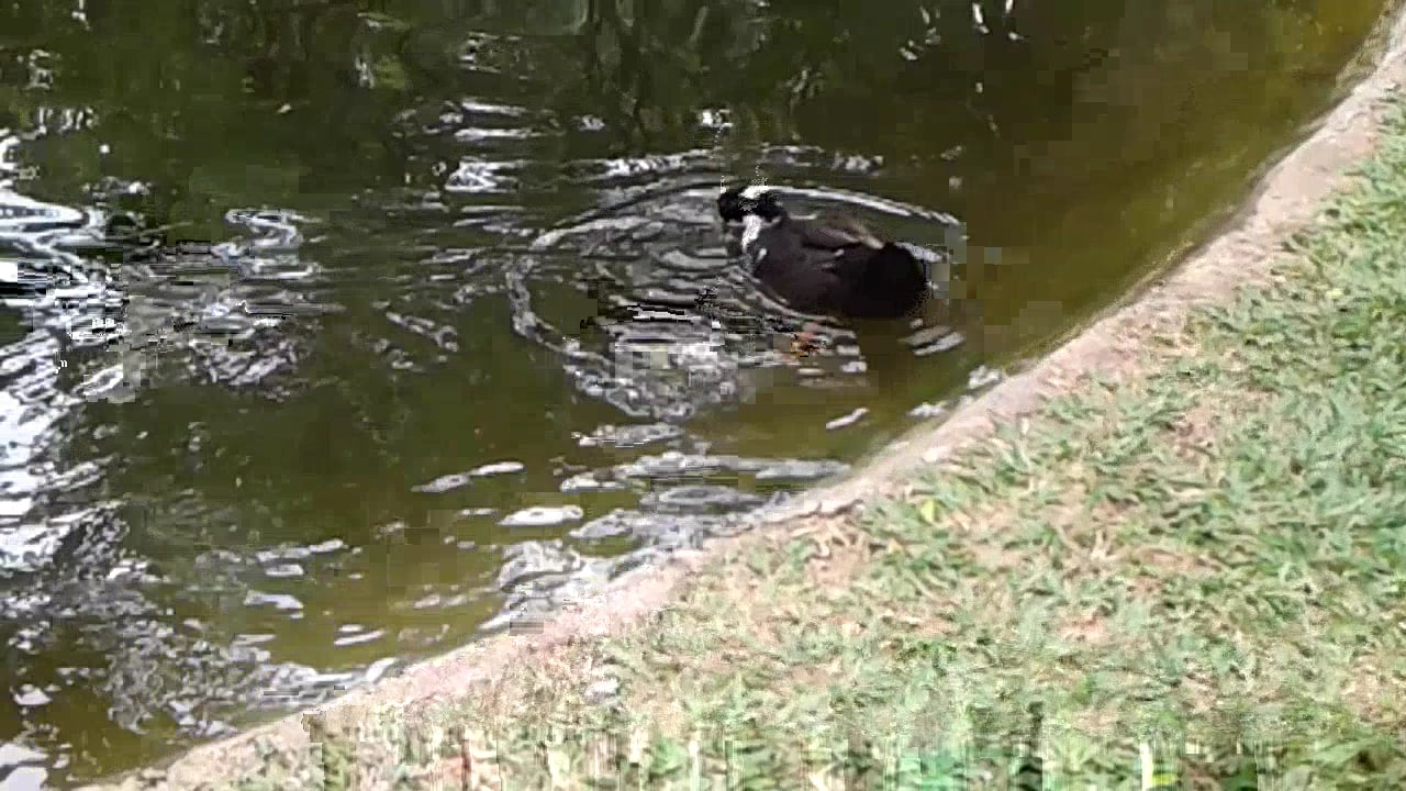 Ducks on Vimeo