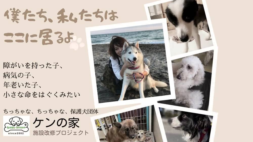 ケンの家 施設改修 医療費支援プロジェクト 高齢 障がいをもった保護犬が十分な医療を受け 穏やかに過ごせるシェルターへ クラウドファンディング A Port 朝日新聞社