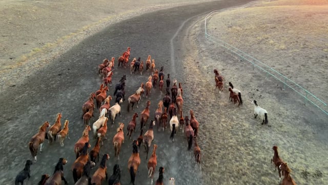 a Mini Pony Horse running over the desert 29137656 Stock Photo at Vecteezy