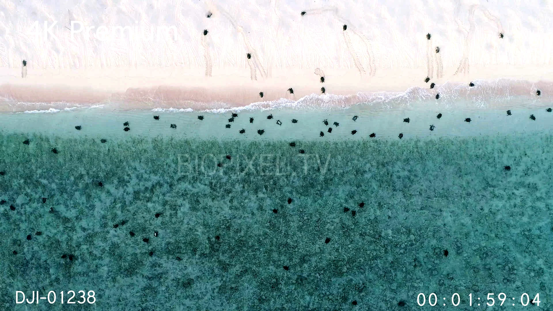 4K Raine Island Aerial Mass of Turtles waiting to emerge to nest 2 4K