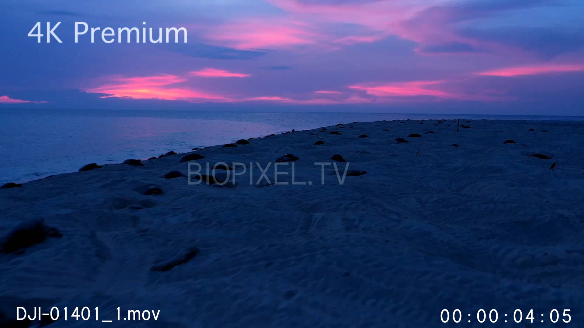 Aerial - Raine Island turtles nesting time lapse 4K on Vimeo