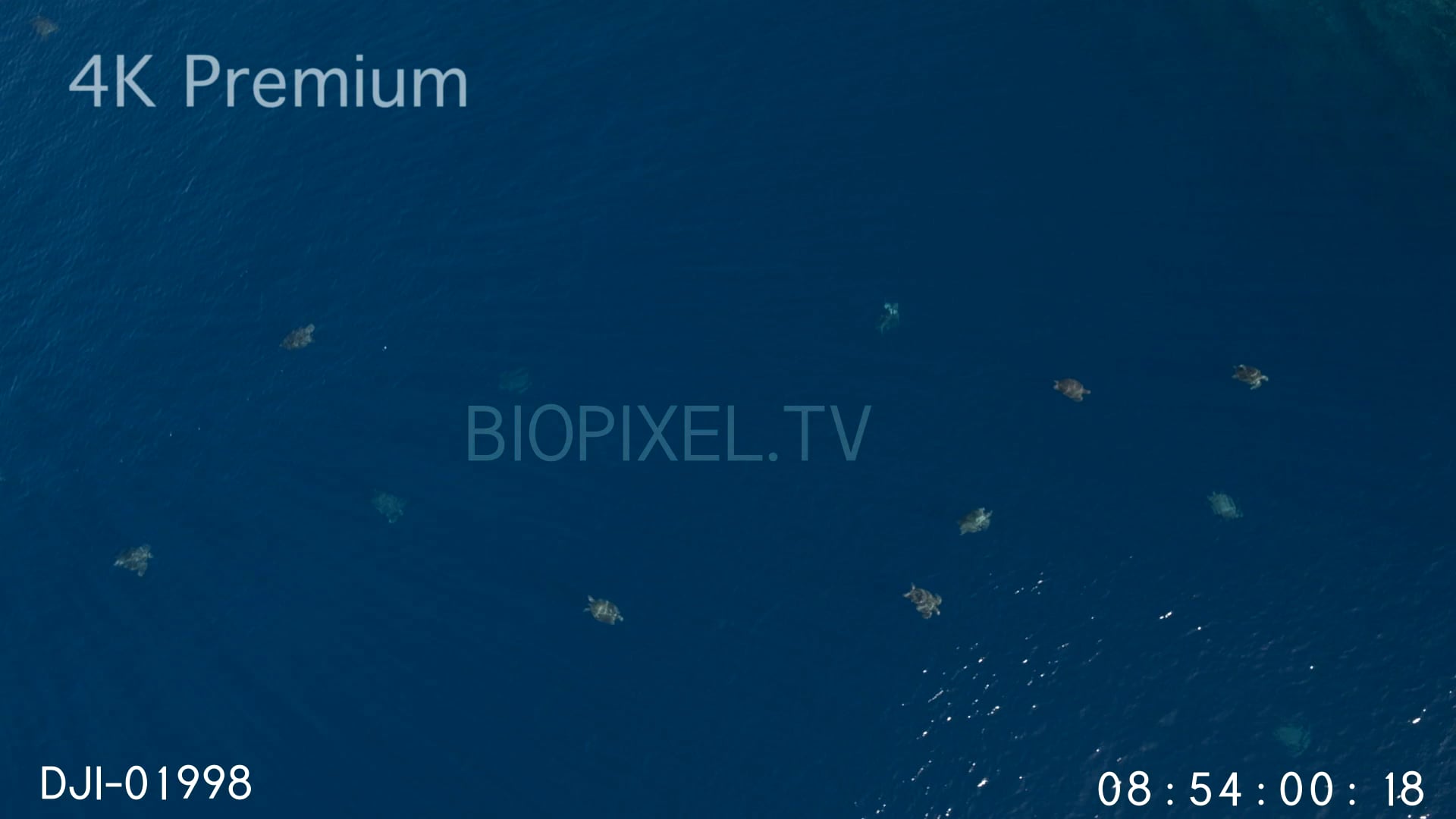 4K Raine Island Aerial Turtles at Raine Island 5.2K.mov on Vimeo