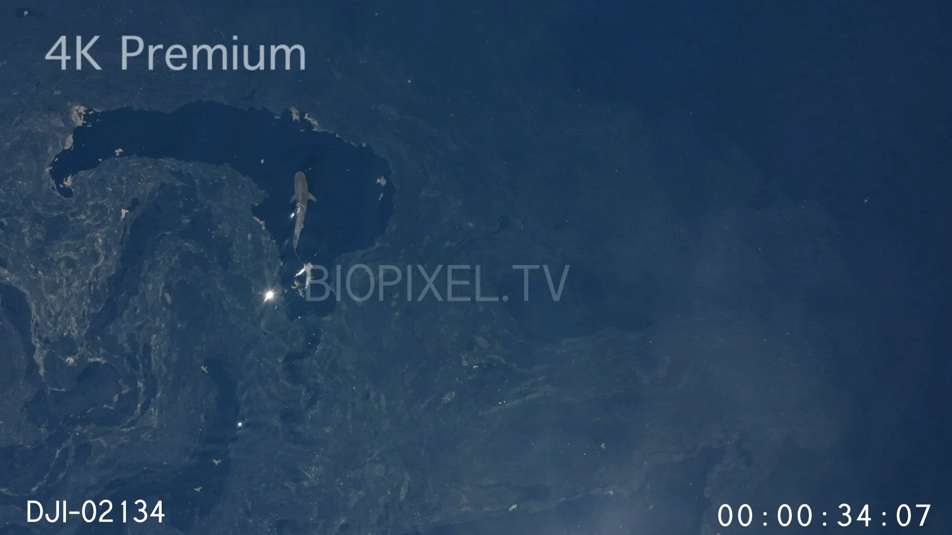 4K Raine Island Aerial Tiger shark swimming at surface in calm