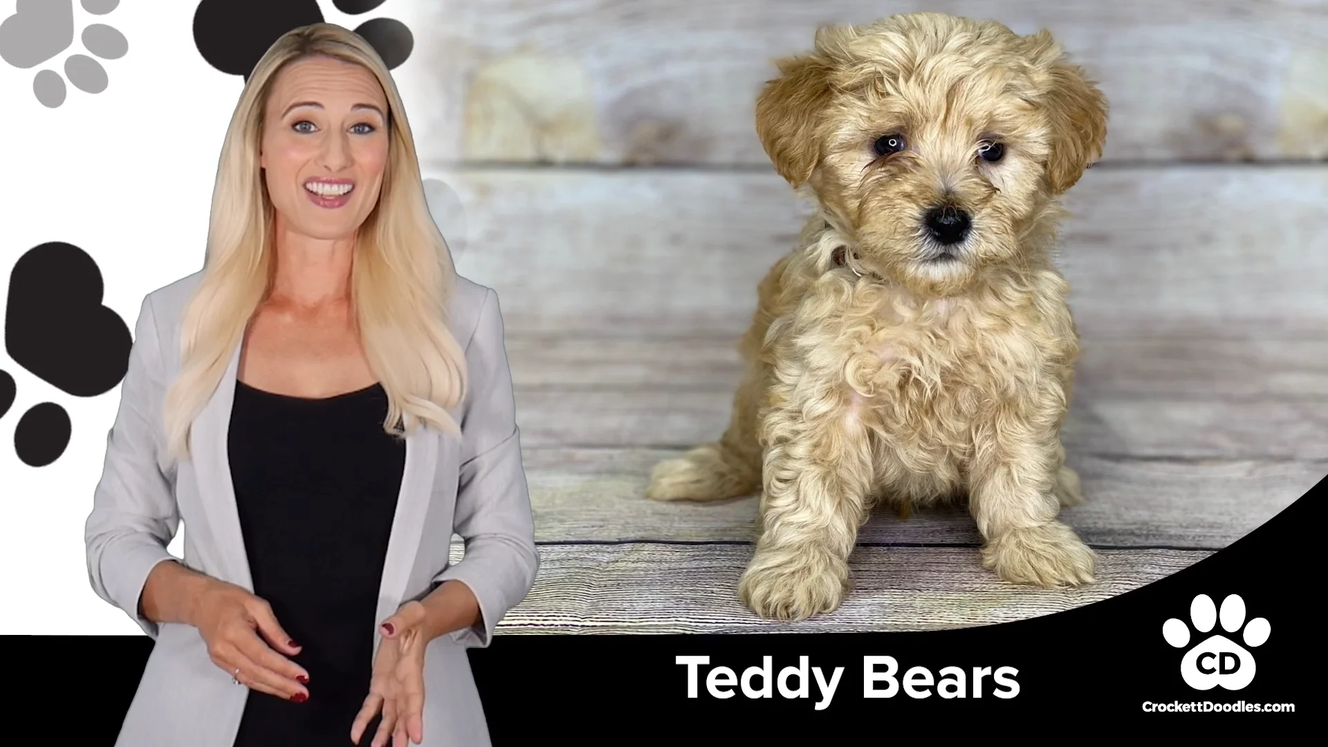 Teddy bear best sale maltipoo full grown