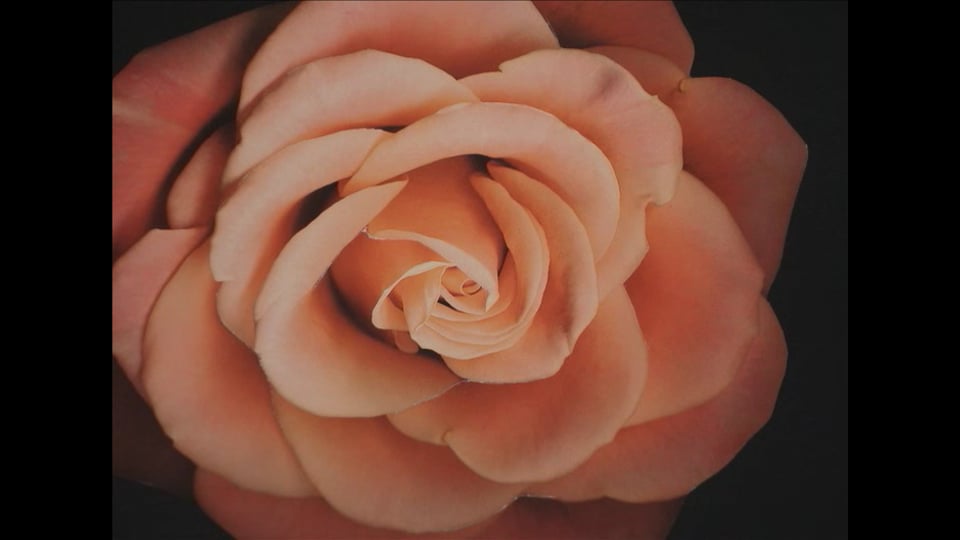 Beauty Must Suffer