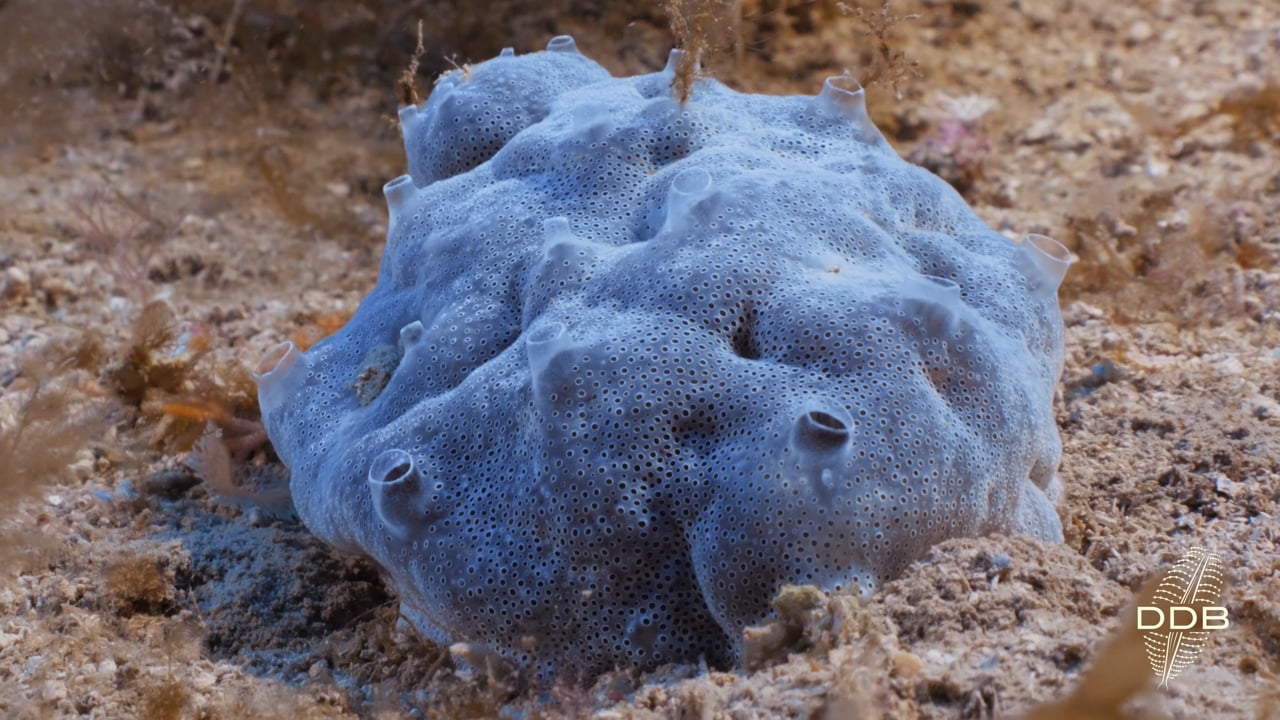 Mesophotic Snippets: Creatures Of The Deep