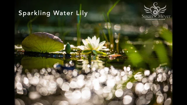 What lurks under lily pads? Here's how you can find out