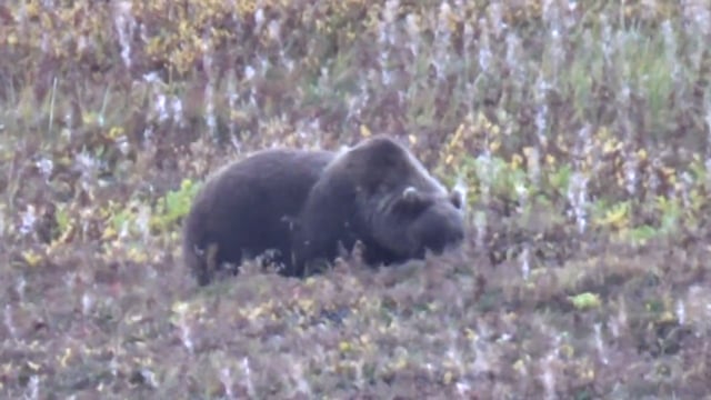 Alaska Brown Bear Hunt with Ray