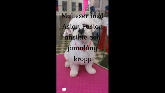Malteser med Asian Fusion inspirerat huvud