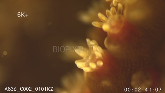 Coral polyps setting before spawning macro 6K+ 1.mp4